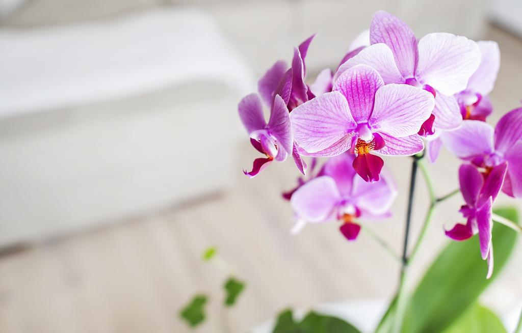 Home Of Health And Beauty Palanga Room photo
